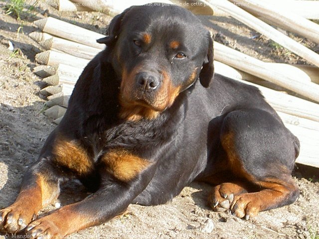 Photo de Rottweiler