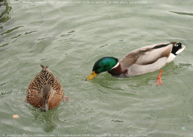 Photo de Canard