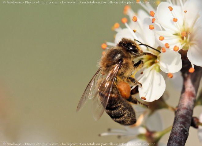 Photo d'Abeille