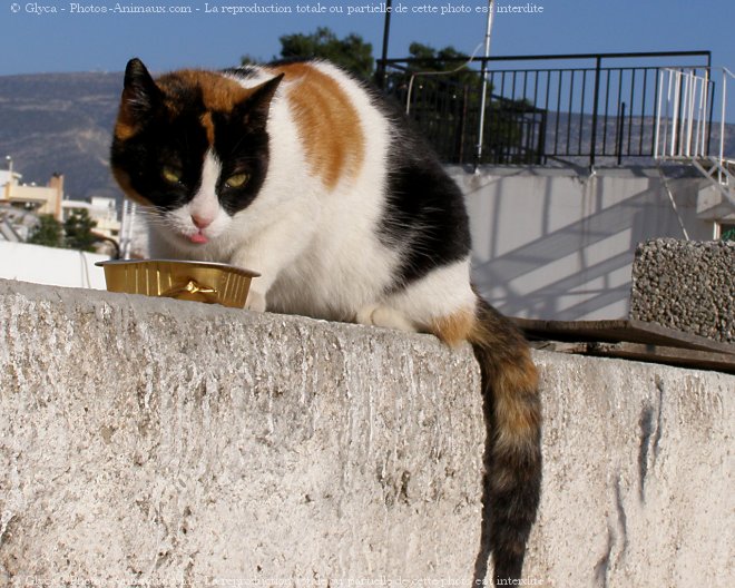 Photo de Chat domestique