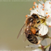 Photo d'Abeille