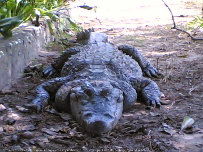 Photo de Crocodile