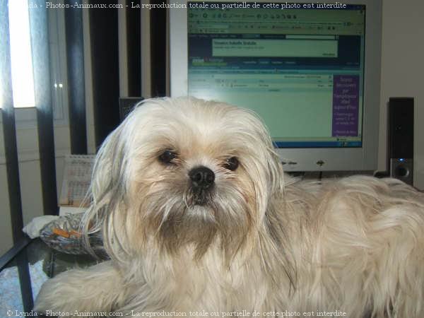 Photo de Shih tzu