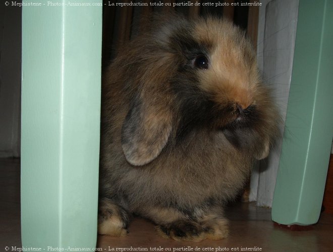 Photo de Lapin