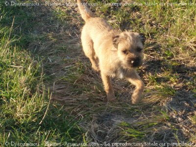 Photo de Border terrier