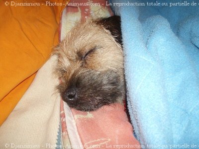 Photo de Border terrier