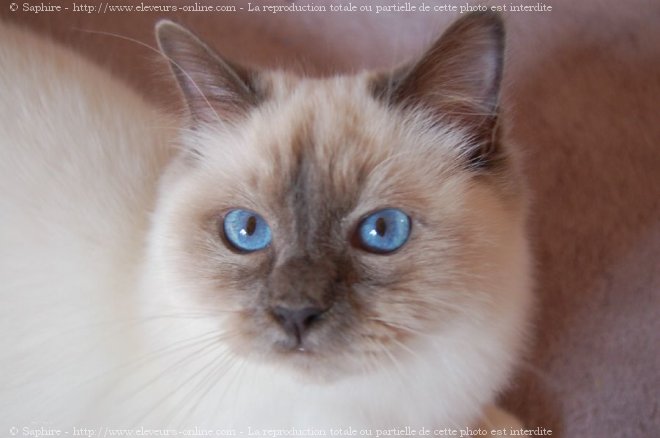 Photo de Sacr de birmanie