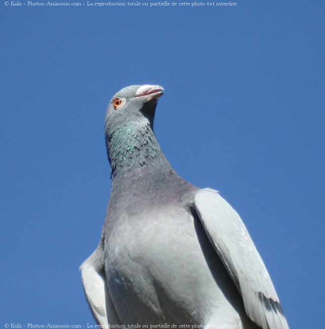 Photo de Pigeon