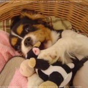 Photo de Cavalier king charles spaniel