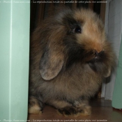 Photo de Lapin