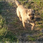 Photo de Border terrier