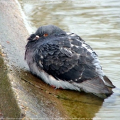 Photo de Pigeon