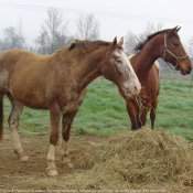 Photo d'Appaloosa