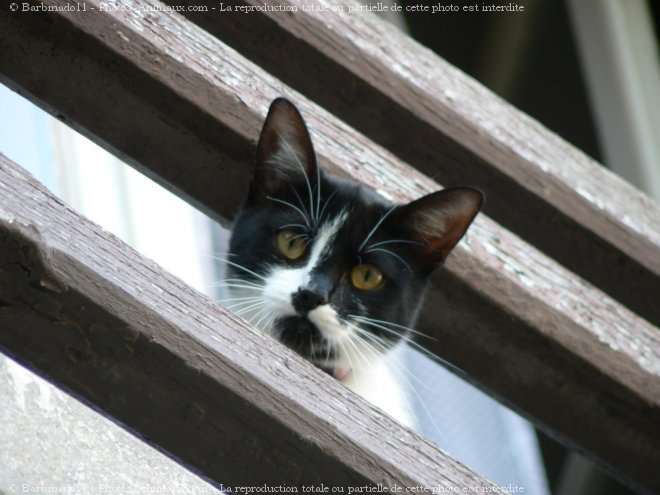 Photo de Chat domestique