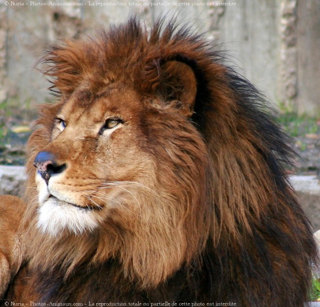 Photo de Lion