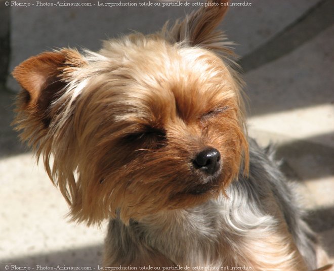 Photo de Yorkshire terrier