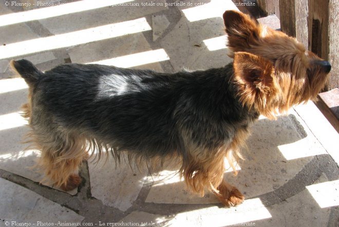 Photo de Yorkshire terrier