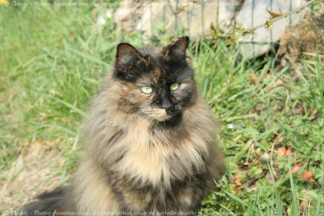 Photo de Chat domestique