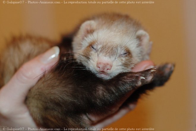 Photo de Furet