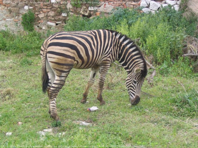 Photo de Zebre