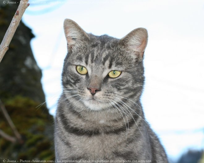 Photo de Chat domestique