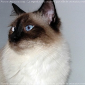 Photo de Sacr de birmanie