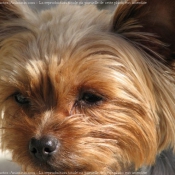 Photo de Yorkshire terrier