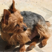 Photo de Yorkshire terrier