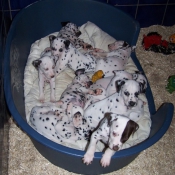 Photo de Dalmatien