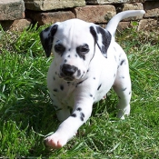 Photo de Dalmatien