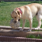 Photo de Labrador retriever