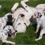 Photo de Dalmatien