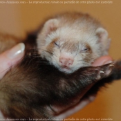 Photo de Furet