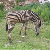 Photo de Zebre