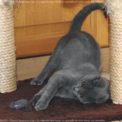 Photo de Chartreux