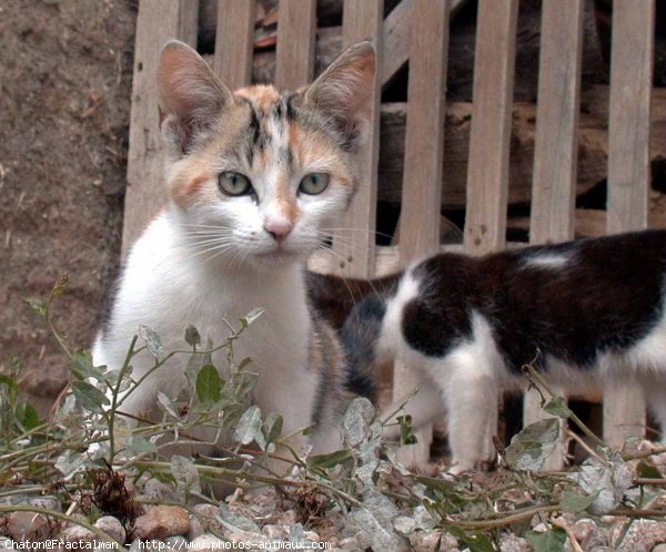 Photo de Chat domestique