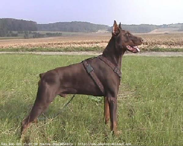 Photo de Dobermann