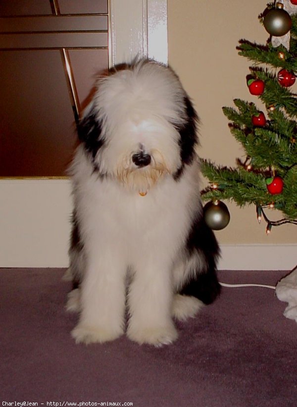 Photo de Bearded collie