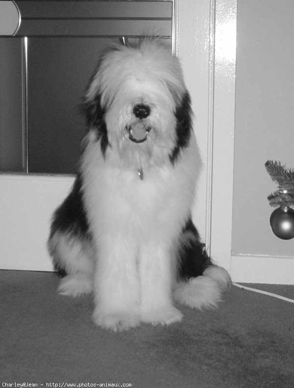 Photo de Bearded collie