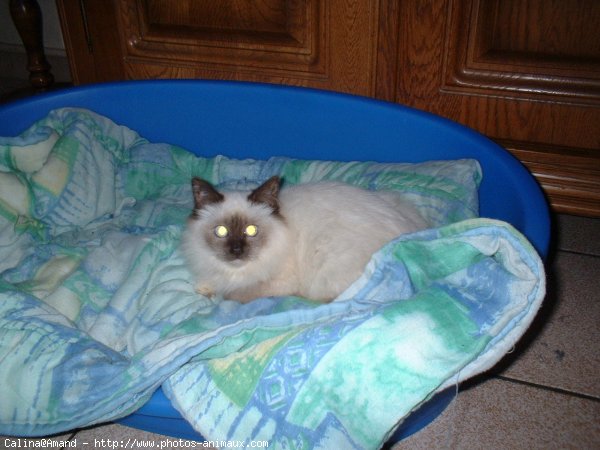 Photo de Sacr de birmanie