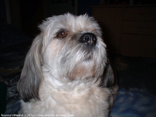 Photo de Lhassa apso