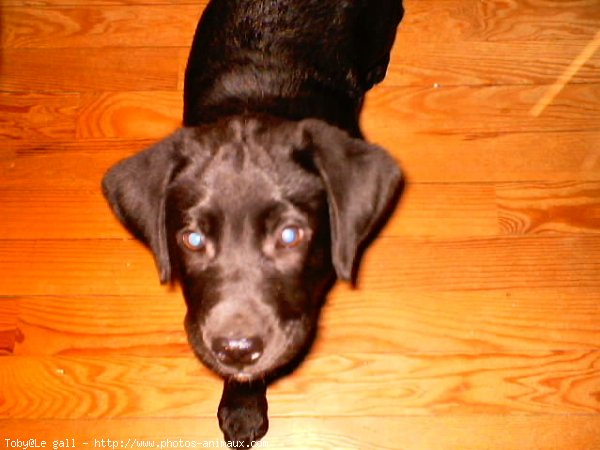 Photo de Labrador retriever