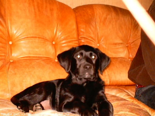 Photo de Labrador retriever