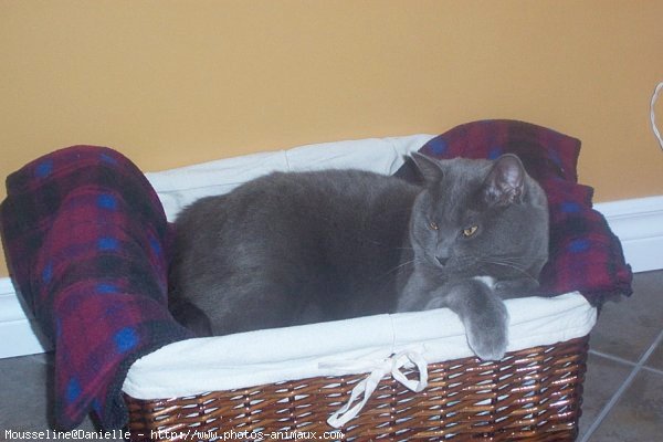 Photo de Chartreux