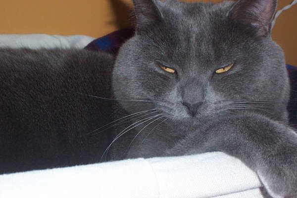 Photo de Chartreux