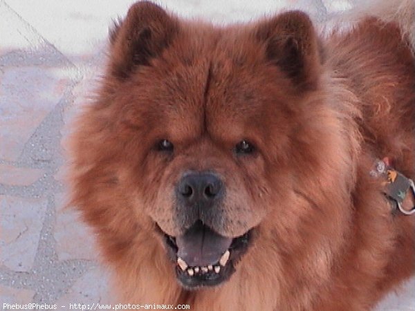 Photo de Chow chow