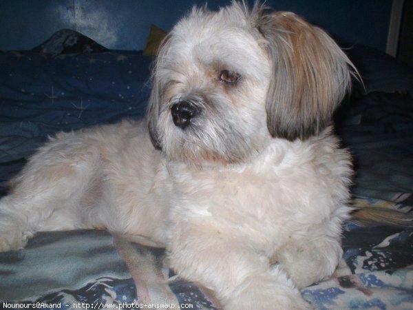 Photo de Lhassa apso