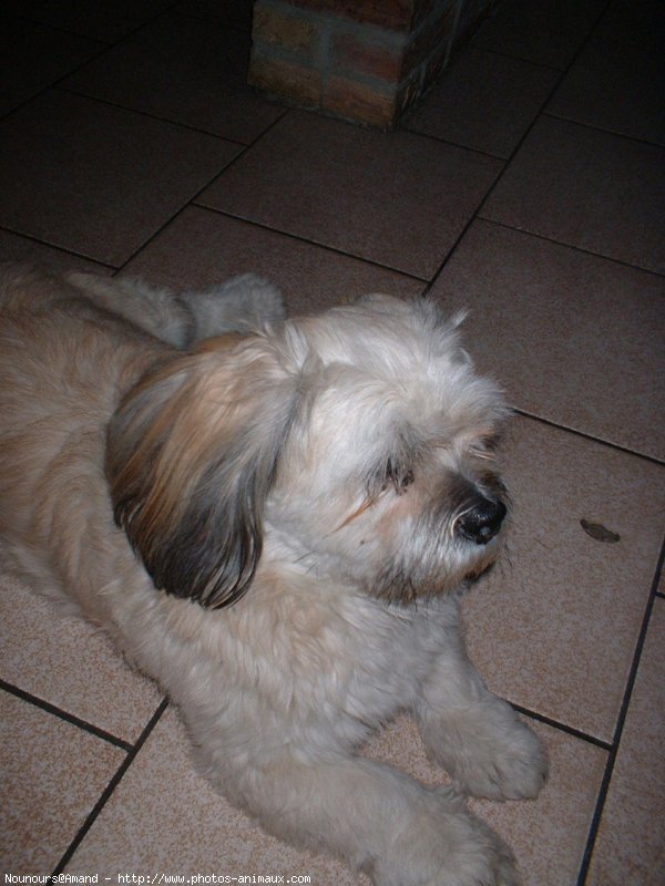 Photo de Lhassa apso