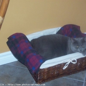 Photo de Chartreux