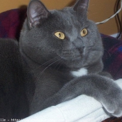 Photo de Chartreux